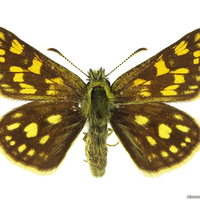 Hesperiidae