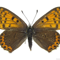 Lycaenidae